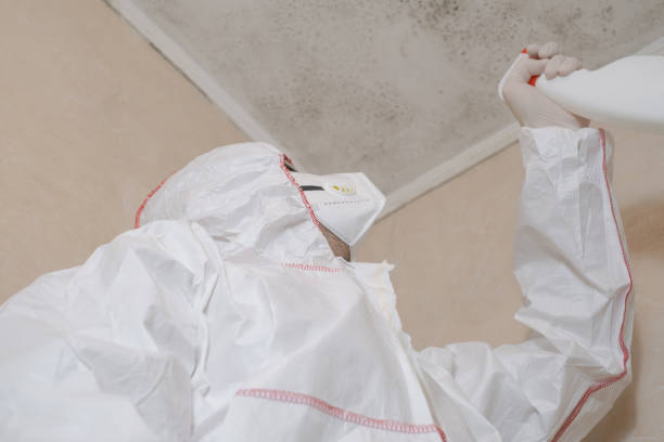 Mold Testing and Removal in Ceres, CA