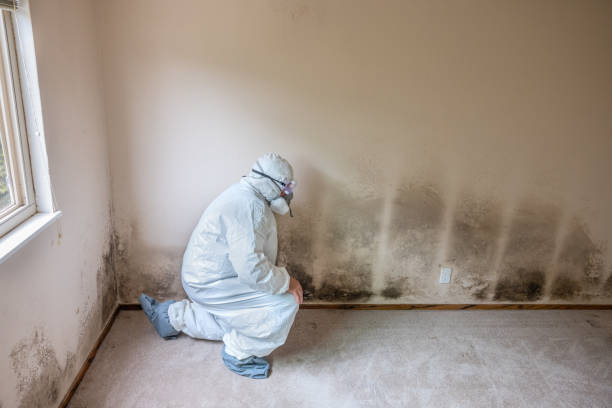 Attic Mold Removal in Ceres, CA