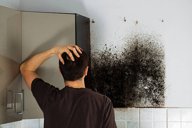 Best Attic Mold Removal  in Ceres, CA