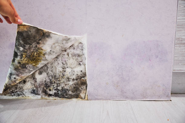 Home Mold Removal in Ceres, CA